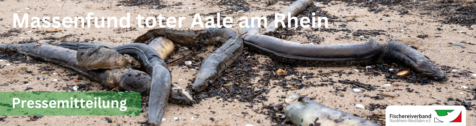 Verendete Aale am Rheinufer bei Düsseldorf-Himmelgeist